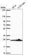 Mitochondrial Ribosomal Protein S26 antibody, HPA054610, Atlas Antibodies, Western Blot image 