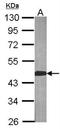 Branched Chain Amino Acid Transaminase 2 antibody, NBP1-32652, Novus Biologicals, Western Blot image 