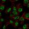 Forkhead Box A3 antibody, HPA054034, Atlas Antibodies, Immunofluorescence image 