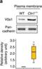 ATPase H+ Transporting V0 Subunit A1 antibody, NBP1-89342, Novus Biologicals, Western Blot image 