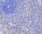 Neutrophil Cytosolic Factor 2 antibody, NBP2-75605, Novus Biologicals, Immunohistochemistry paraffin image 