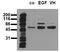 ShcA antibody, AM00142PU-N, Origene, Western Blot image 