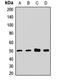 Nherf antibody, orb411600, Biorbyt, Western Blot image 
