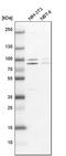Poly(A)-Specific Ribonuclease antibody, PA5-52280, Invitrogen Antibodies, Western Blot image 