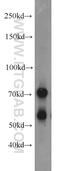 VANGL Planar Cell Polarity Protein 2 antibody, 21492-1-AP, Proteintech Group, Western Blot image 