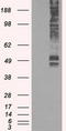 Solute Carrier Family 2 Member 5 antibody, TA500555, Origene, Western Blot image 