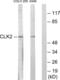 Dual specificity protein kinase CLK2 antibody, abx013505, Abbexa, Western Blot image 