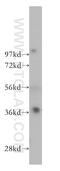 GTPase, IMAP Family Member 4 antibody, 11852-1-AP, Proteintech Group, Western Blot image 