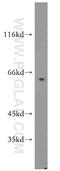 Cyclin A1 antibody, 13295-1-AP, Proteintech Group, Western Blot image 
