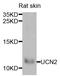 Urocortin 2 antibody, A6485, ABclonal Technology, Western Blot image 