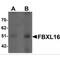F-Box And Leucine Rich Repeat Protein 16 antibody, MBS150124, MyBioSource, Western Blot image 
