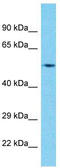 Recepin antibody, TA334244, Origene, Western Blot image 