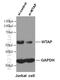 WT1 Associated Protein antibody, 10200-1-AP, Proteintech Group, Western Blot image 