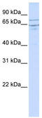 ER Degradation Enhancing Alpha-Mannosidase Like Protein 1 antibody, TA341949, Origene, Western Blot image 