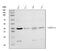 AHSA1 antibody, A05733, Boster Biological Technology, Western Blot image 
