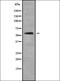 Abhydrolase Domain Containing 1 antibody, orb337936, Biorbyt, Western Blot image 