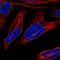 Nurim antibody, HPA073982, Atlas Antibodies, Immunofluorescence image 