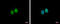 BRMS1 Like Transcriptional Repressor antibody, GTX122598, GeneTex, Immunofluorescence image 