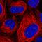 mRNA export factor antibody, HPA048795, Atlas Antibodies, Immunofluorescence image 