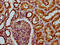 Dendrocyte Expressed Seven Transmembrane Protein antibody, LS-C680371, Lifespan Biosciences, Immunohistochemistry paraffin image 