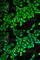 Death Associated Protein antibody, A6150, ABclonal Technology, Immunofluorescence image 