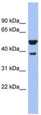 Protein Wnt-3a antibody, TA344190, Origene, Western Blot image 