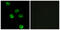Adhesion G Protein-Coupled Receptor L2 antibody, LS-B7725, Lifespan Biosciences, Immunofluorescence image 
