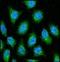 Histone H3 antibody, orb224170, Biorbyt, Immunocytochemistry image 