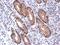 Nectin Cell Adhesion Molecule 2 antibody, GTX113535, GeneTex, Immunohistochemistry paraffin image 