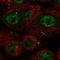 Coiled-Coil Domain Containing 92 antibody, PA5-66093, Invitrogen Antibodies, Immunofluorescence image 