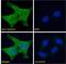 Dynactin Subunit 1 antibody, LS-B2275, Lifespan Biosciences, Immunofluorescence image 