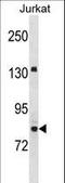 Ubiquitin Like With PHD And Ring Finger Domains 2 antibody, LS-C157322, Lifespan Biosciences, Western Blot image 