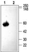 Calcium Voltage-Gated Channel Auxiliary Subunit Beta 3 antibody, PA5-77301, Invitrogen Antibodies, Western Blot image 
