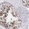 Histone H1t antibody, HPA065718, Atlas Antibodies, Immunohistochemistry frozen image 