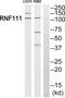 Ring Finger Protein 111 antibody, PA5-39144, Invitrogen Antibodies, Western Blot image 