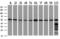Peptidase D antibody, GTX83909, GeneTex, Western Blot image 