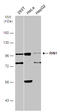 Ras and Rab interactor 1 antibody, GTX131627, GeneTex, Western Blot image 