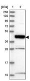 Radial spoke head protein 3 homolog antibody, NBP1-84245, Novus Biologicals, Western Blot image 