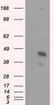 MCL1 Apoptosis Regulator, BCL2 Family Member antibody, TA500985, Origene, Western Blot image 
