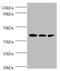 Integrin-linked kinase-associated serine/threonine phosphatase 2C antibody, A54596-100, Epigentek, Western Blot image 
