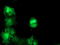 Tubulin Folding Cofactor C antibody, TA504758, Origene, Immunofluorescence image 