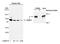RB Binding Protein 5, Histone Lysine Methyltransferase Complex Subunit antibody, NB600-252, Novus Biologicals, Western Blot image 