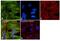 Caldesmon 1 antibody, MA5-11626, Invitrogen Antibodies, Immunofluorescence image 