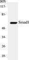 SMAD Family Member 1 antibody, EKC1526, Boster Biological Technology, Western Blot image 
