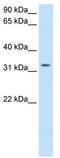 Prothyroliberin antibody, TA330017, Origene, Western Blot image 