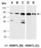 Acetylserotonin O-Methyltransferase Like antibody, orb66951, Biorbyt, Western Blot image 