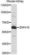 Zinc Finger Protein 416 antibody, LS-C749413, Lifespan Biosciences, Western Blot image 