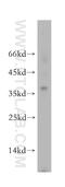 Peptidoglycan Recognition Protein 3 antibody, 18082-1-AP, Proteintech Group, Western Blot image 