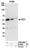Basic Helix-Loop-Helix Family Member E40 antibody, A300-649A, Bethyl Labs, Immunoprecipitation image 