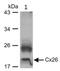 Gap Junction Protein Beta 2 antibody, 33-5800, Invitrogen Antibodies, Western Blot image 